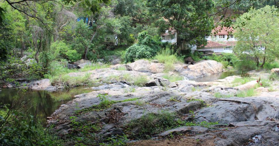 forest farming in india