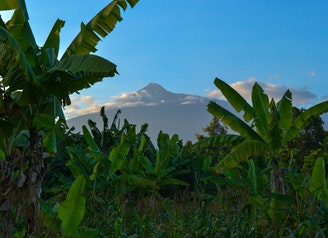 banana-trees-under-clear-sky