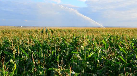Perfect Agricultural Farmland
